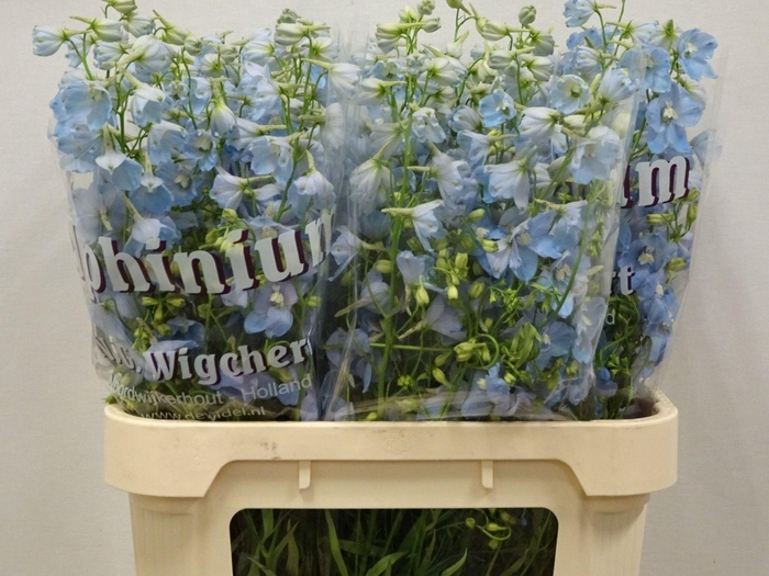 <h4>Delphinium Ballkleid Light Blue</h4>