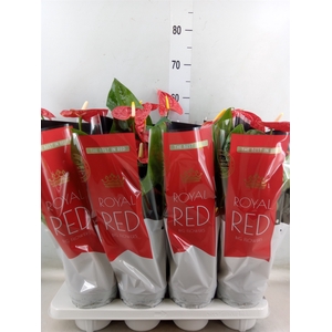 Anthurium andr. 'Madural'
