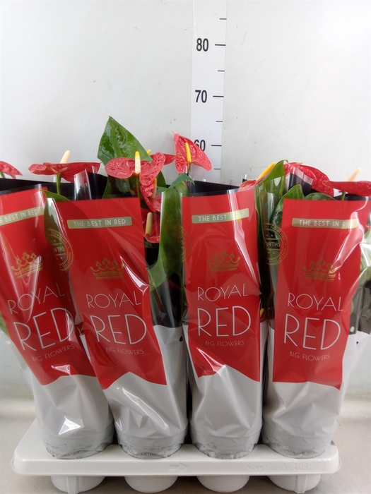 <h4>Anthurium andr. 'Madural'</h4>