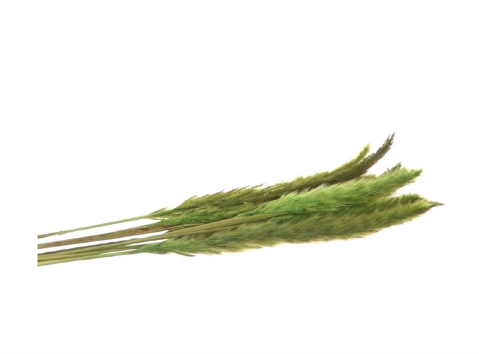 Bunch Fluffy Pampas Slv 35g L70