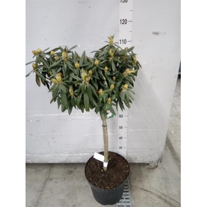 Rhododendron yak.   ...