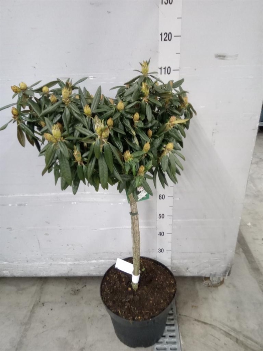 <h4>Rhododendron yak.   ...</h4>