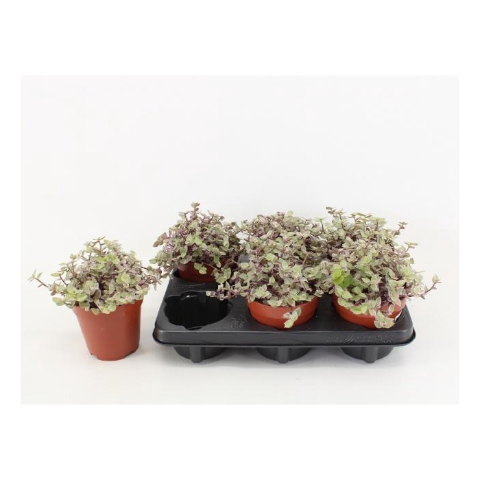 <h4>CALLISIA REP ROSATO</h4>