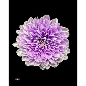 Chr T Altaj New Lila