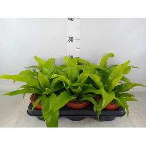 Asplenium antiquum