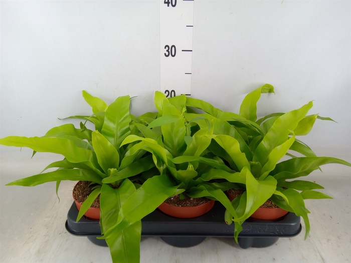 <h4>Asplenium antiquum</h4>