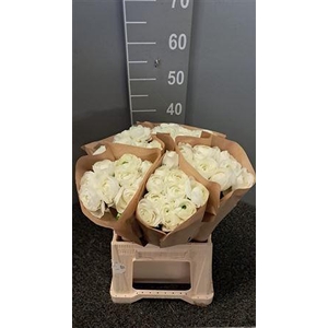 Ran Suc Ex Cloud Bianco