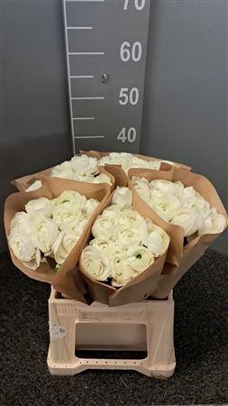 <h4>Ran Suc Ex Cloud Bianco</h4>