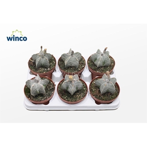 Astrophytum Myriostigma (Group)