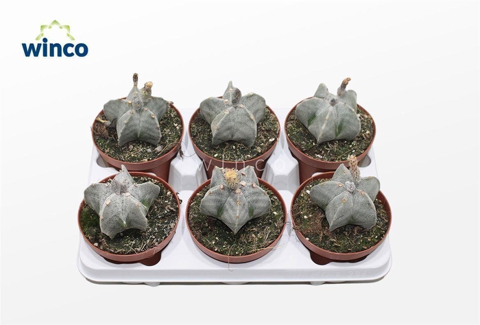 <h4>Astrophytum Myriostigma (Group)</h4>
