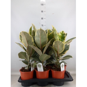 Ficus elastica 'Tineke'