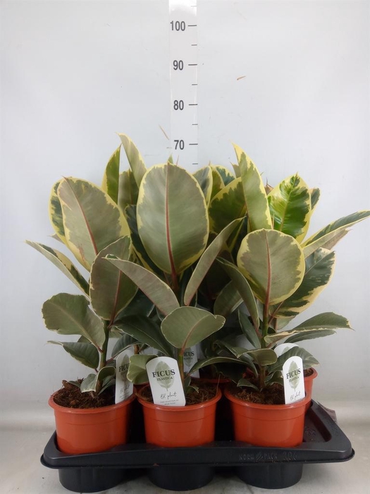 <h4>Ficus elastica 'Tineke'</h4>
