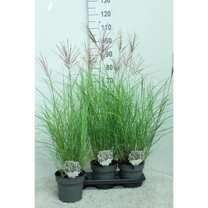 Miscanthus sin. 'Red Chief'