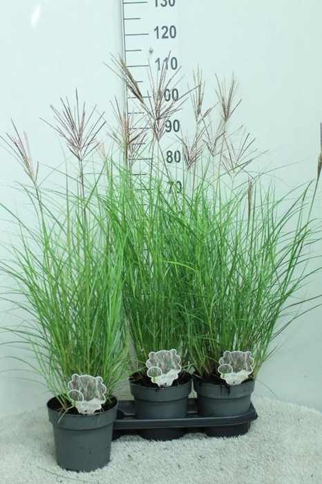 <h4>Miscanthus sin. 'Red Chief'</h4>
