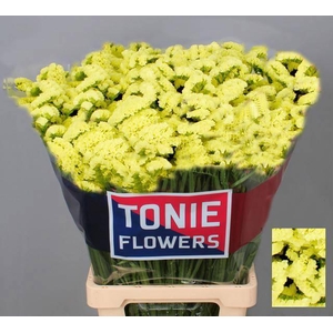 LIM S YELLO SUN BIRD