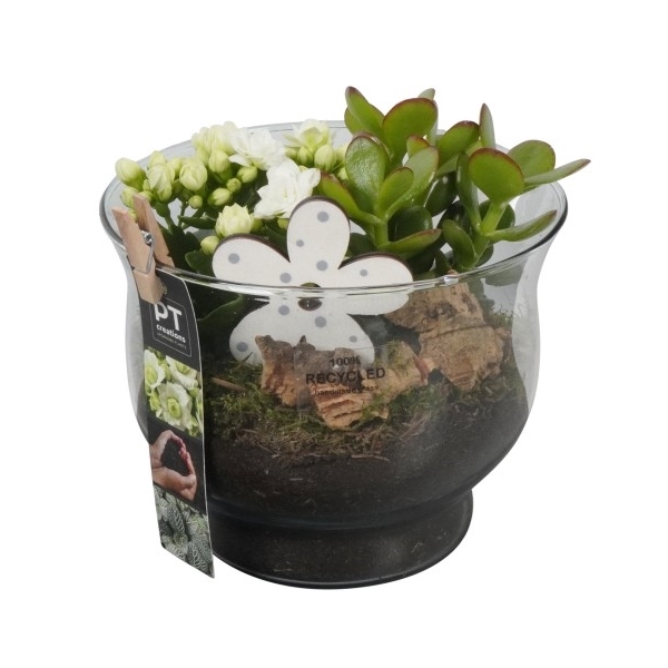 <h4>PTIG6855 Arrangement Indoor in glas schaal</h4>