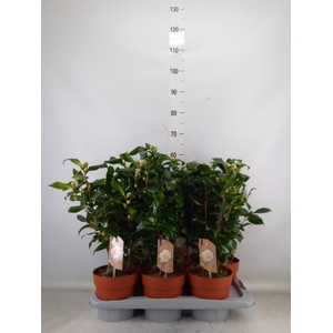 Camellia japonica 'Brushfield Yell'