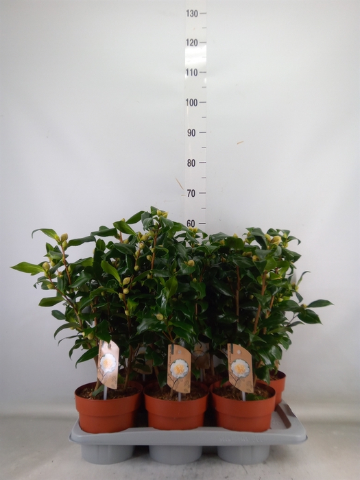 <h4>Camellia japonica 'Brushfield Yell'</h4>
