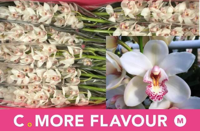 <h4>CYMB MI BELINDA</h4>