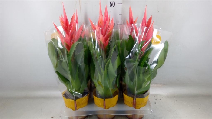 <h4>Tillandsia  'Ziva'</h4>