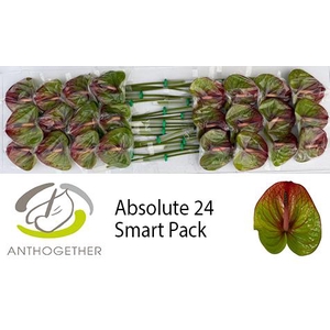 ANTH A ABSOLUTE 24 Smart Pack
