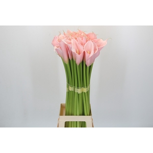 Zantedeschia Eydolls Pink