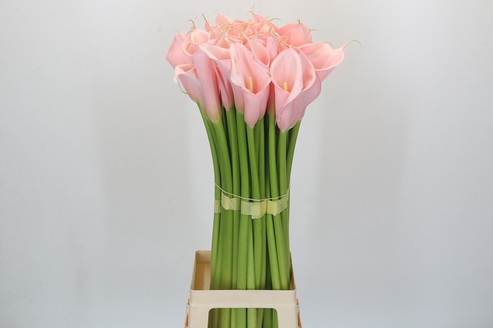 <h4>Zantedeschia Eydolls Pink</h4>