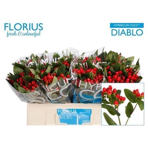 Hyp Coco Diablo