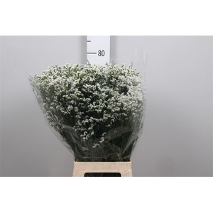Lim Sin Mountain Diamond White