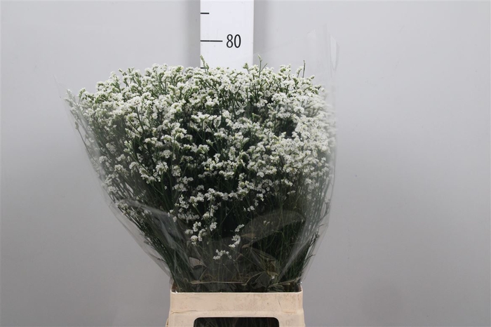 <h4>Lim Sin Mountain Diamond White</h4>