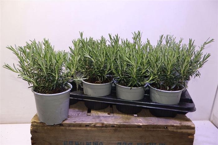 <h4>Rosmarino Capri 14</h4>