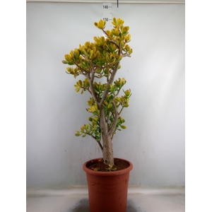 Crassula ovata 'Sunset'