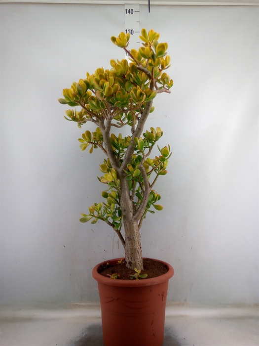 <h4>Crassula ovata 'Sunset'</h4>