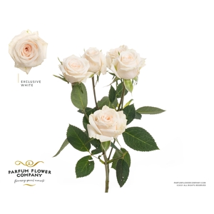 Rosa Spray Exclusive Sensation