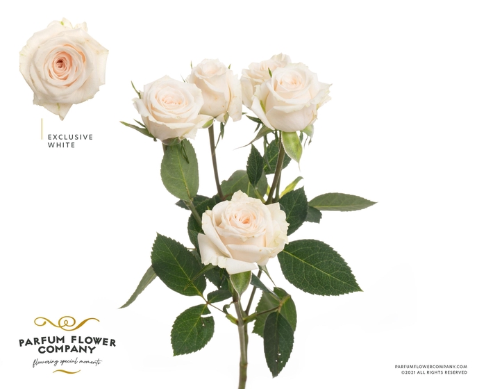 <h4>Rosa Spray Exclusive Sensation</h4>