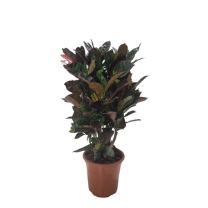 Codiaeum variegatum kleinbladig gemengd 2 soorten