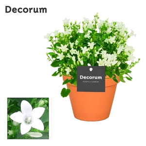 Campanula Porto White Decorum Patio Pot