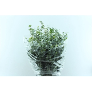 Euca Baby Blue 200 Gram Pt