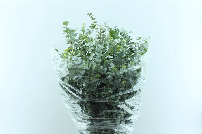 <h4>Euca Baby Blue 200 Gram Pt</h4>