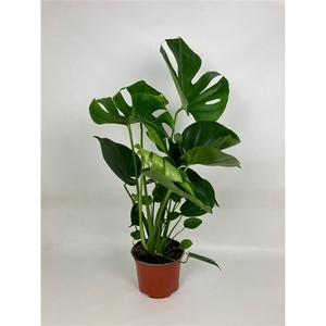 Monstera 70 cm