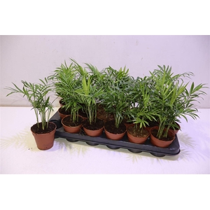 arr8 Chamaed Elegans