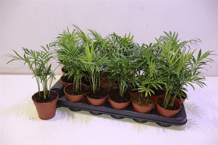 <h4>arr8 Chamaed Elegans</h4>