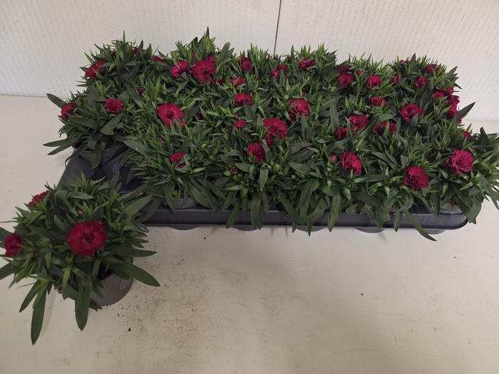 <h4>DIAN OSC CHERRY</h4>