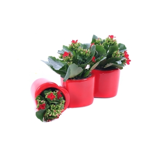 Kalanchoe rood in rode hartvorm