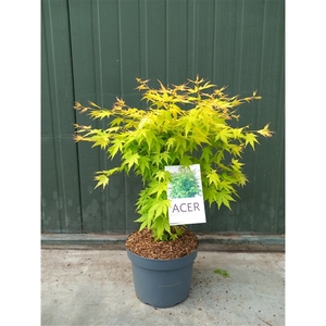 Acer pal. Orange Dream