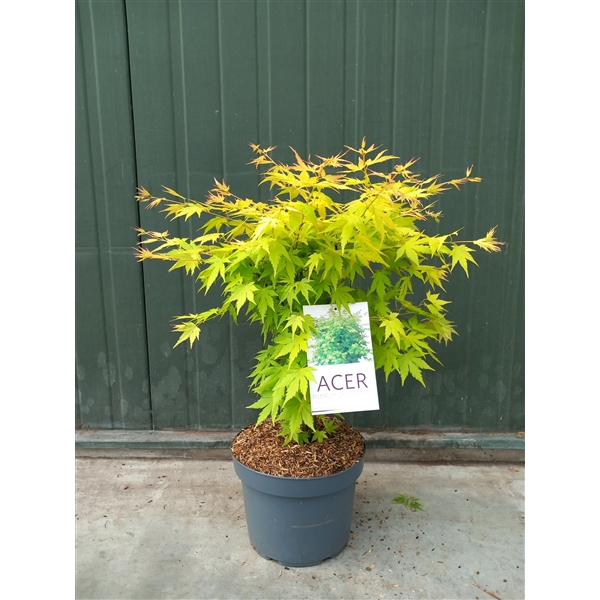 <h4>Acer pal. Orange Dream</h4>