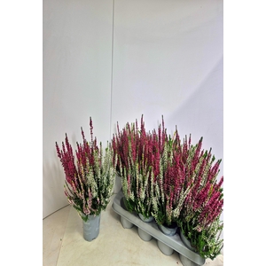 CALLU NOVA GEM 3 KL