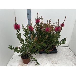 CALLISTEMON CITRINUS