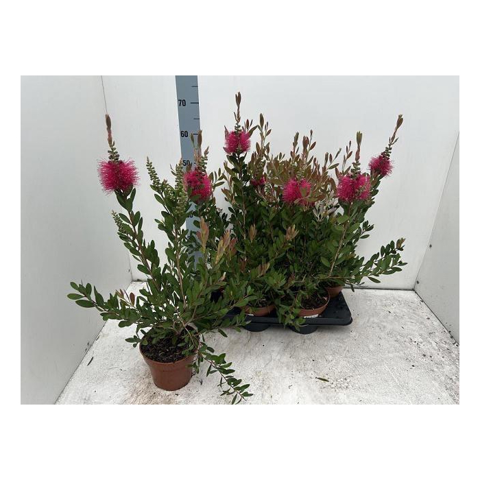 <h4>CALLISTEMON CITRINUS</h4>