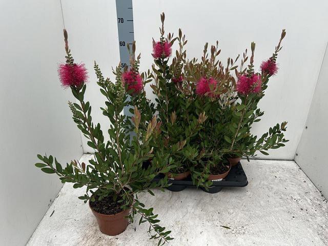 <h4>CALLISTEMON CITRINUS</h4>